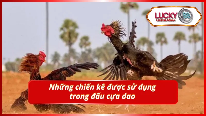 Các giống gà nổi bật trong đá gà cựa dao