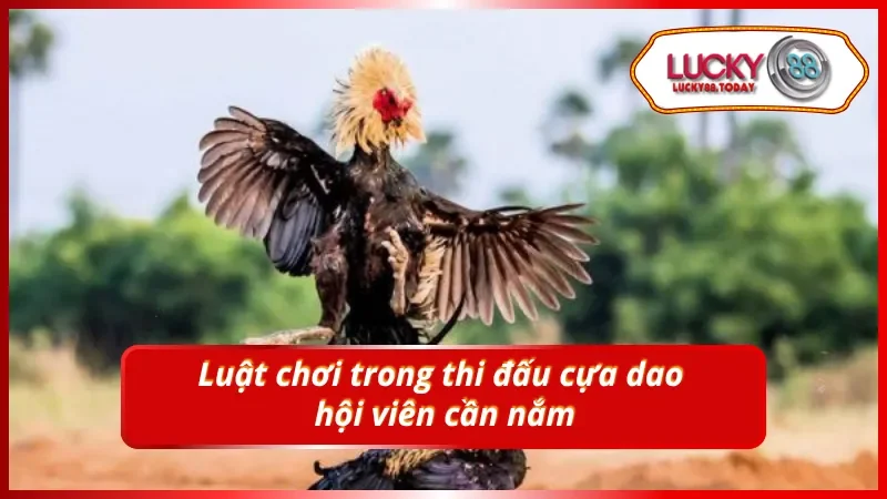 Các quy tắc thi đấu cựa dao mà hội viên nên nắm rõ