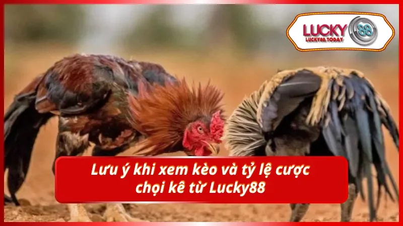 Chú ý khi xem kèo cùng tỷ lệ cược đá gà cựa dao tại Lucky88