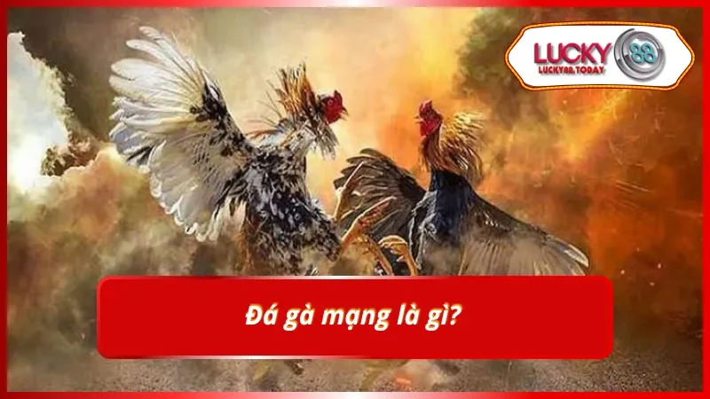 Tìm hiểu về màu mạng gà tại Lucky88