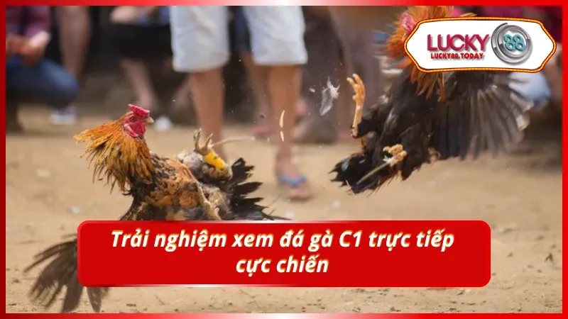 Tối ưu hóa trải nghiệm cá 