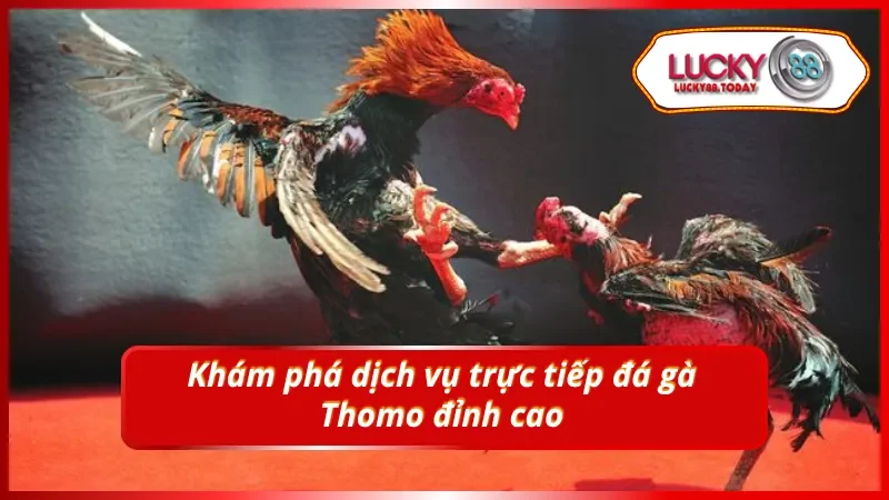 Đắm chìm trong không gian đá gà Thomo trực tiếp sôi động