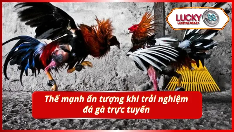 Điều hấp dẫn khi trải nghiệm xem trực tuyến đá gà Thomo