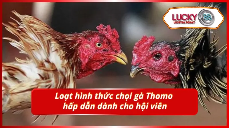 Nhiều kiểu trực tiếp đá gà Thomo thú vị đang chờ được trải nghiệm