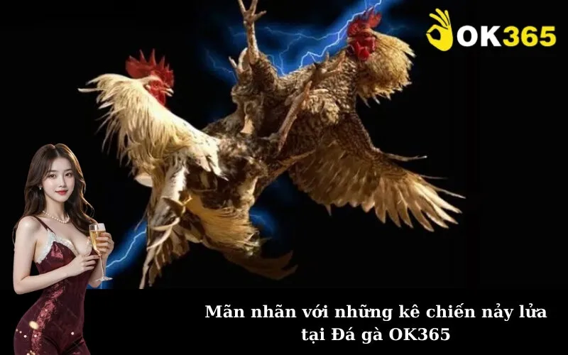 Mãn nhãn với những kê chiến nảy lửa tại Đá gà OK365